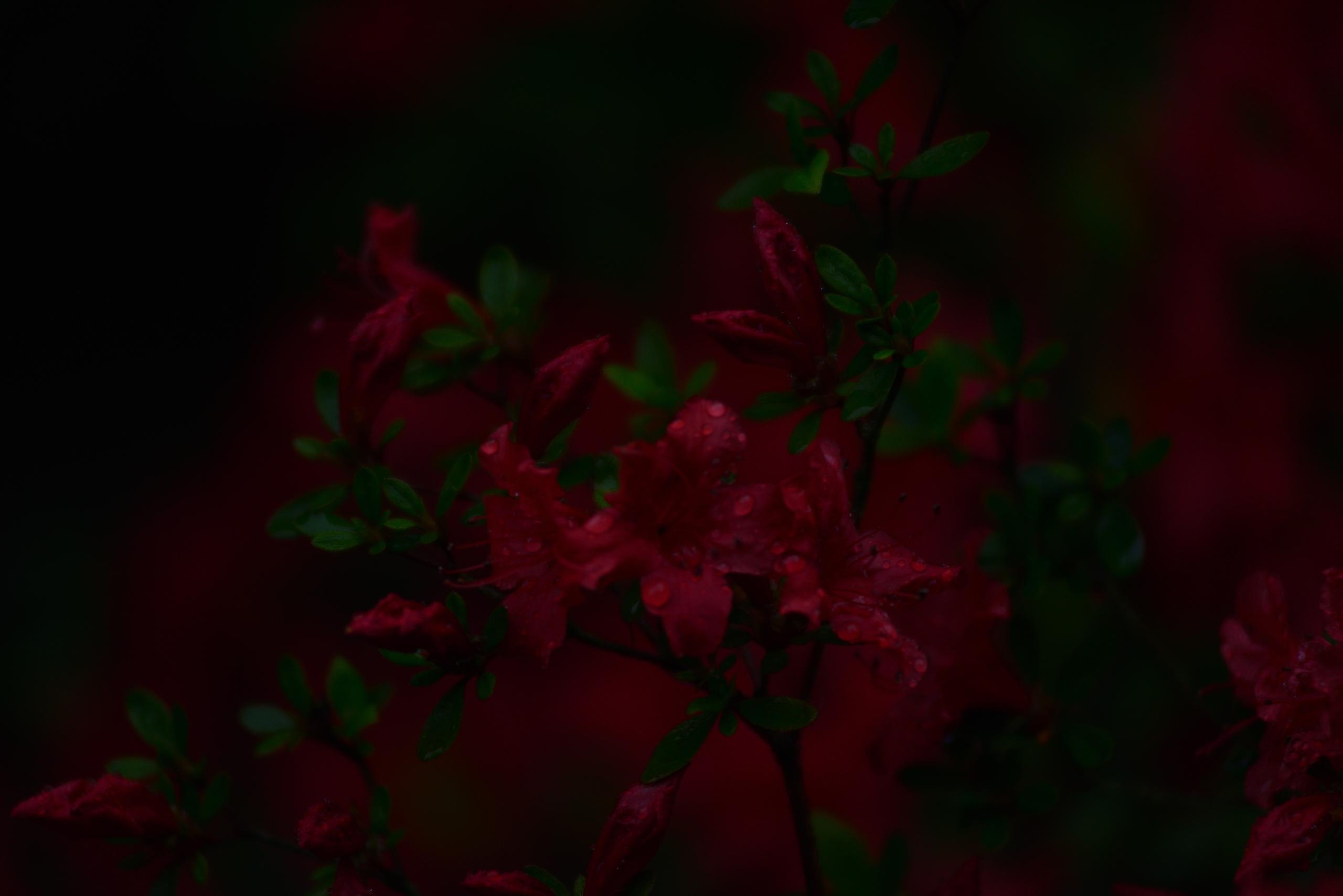 Benjamin Ipsonius photo 8
